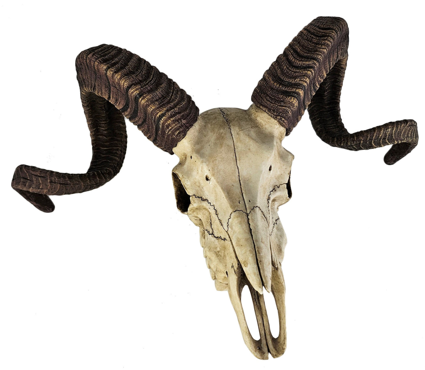 14" Corsican Ram Skull Replica Wall Mount Plaque Statue Twisted Horns