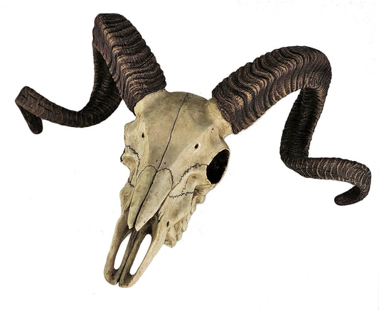 14" Corsican Ram Skull Replica Wall Mount Plaque Statue Twisted Horns