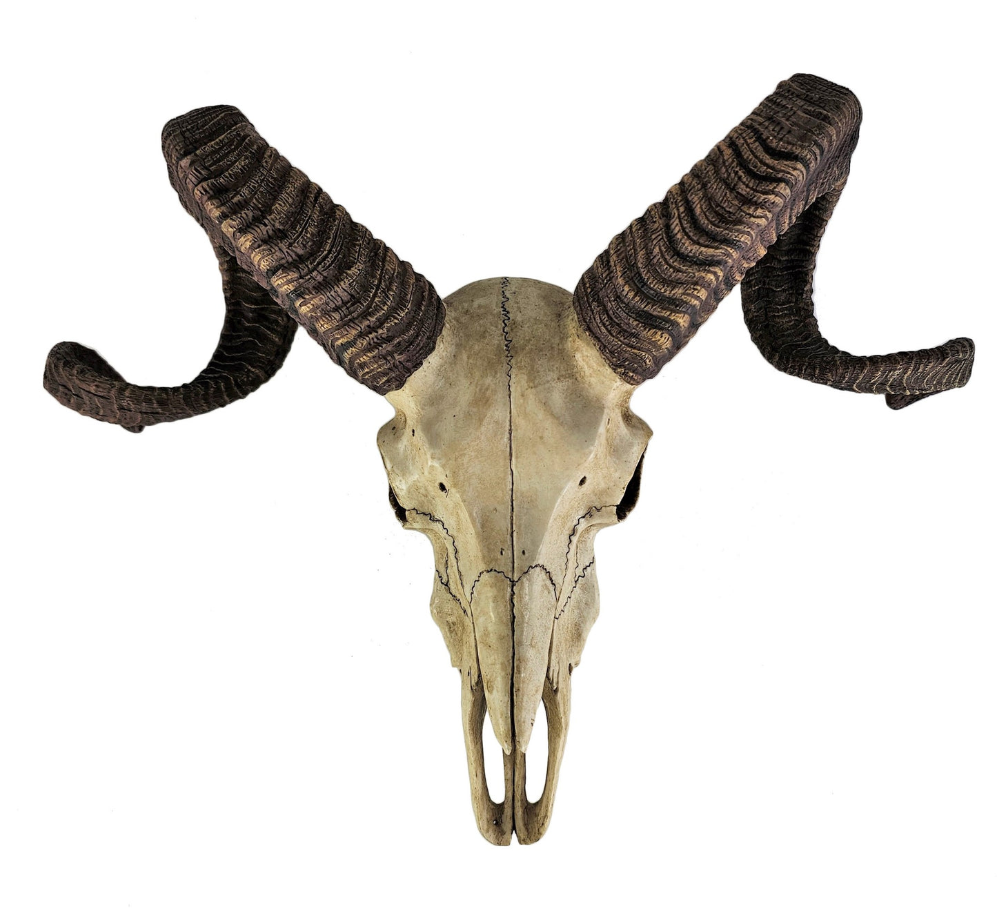 14" Corsican Ram Skull Replica Wall Mount Plaque Statue Twisted Horns