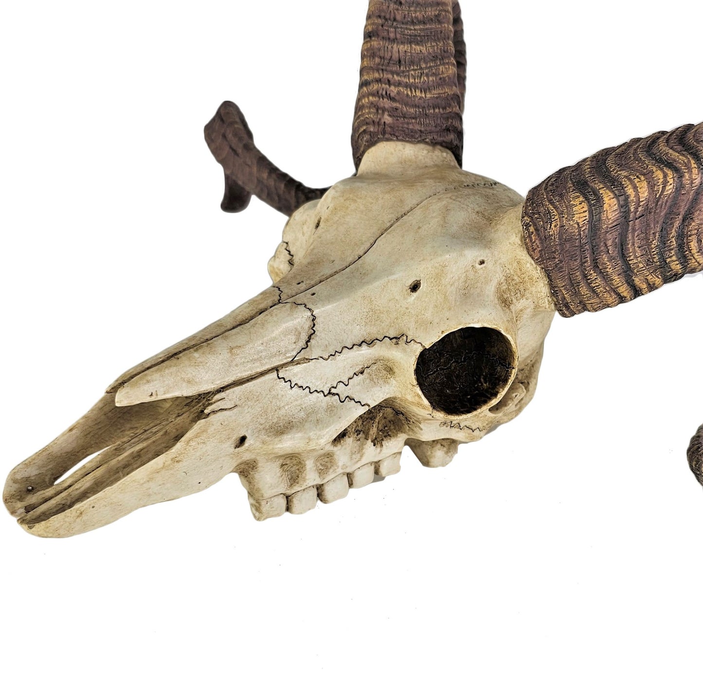 14" Corsican Ram Skull Replica Wall Mount Plaque Statue Twisted Horns